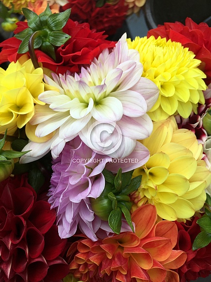 Colourful flowers - Dahlia Colourful flowers - Dahlia