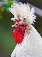 Profile of a white rooster