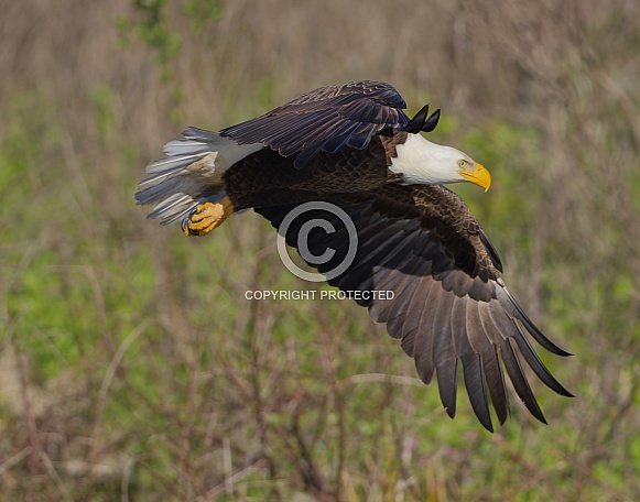 Bald Eagle