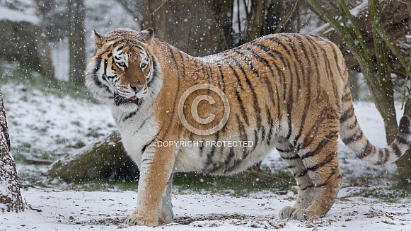 Amur Tiger Amur Tiger