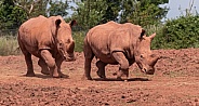 Two White Rhinos Running