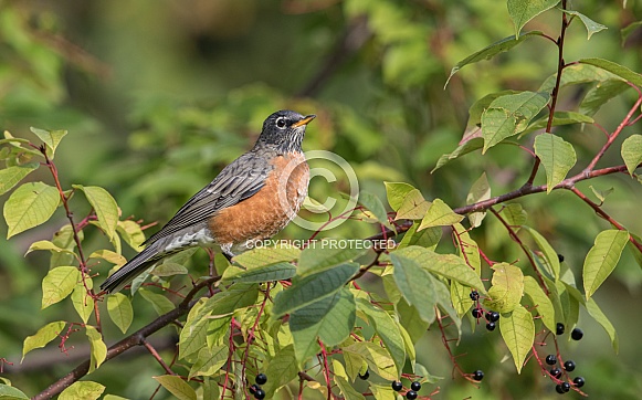 American Robin in a Chokecherry Tree American Robin in a Chokecherry Tree