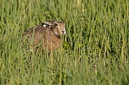 Hare