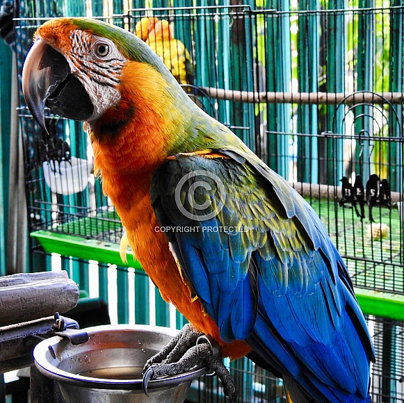 Macaw