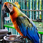 Macaw