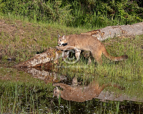 Juvenile Mountain Lion