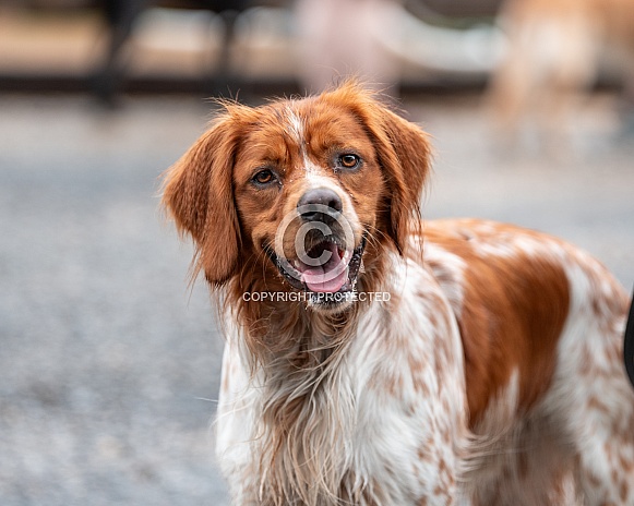 Brittany Spaniel dog smiling for the camera Brittany Spaniel dog smiling for the camera