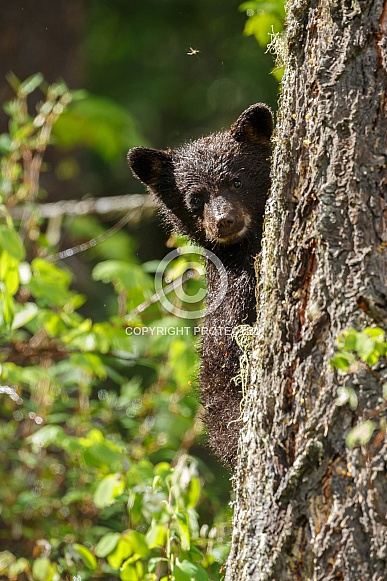Black bear cub