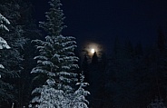 Moonlight shining on the frosty trees