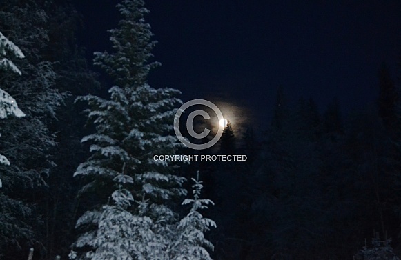 Moonlight shining on the frosty trees