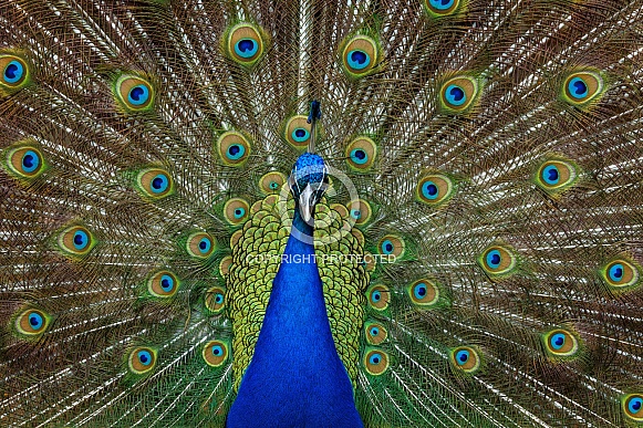 Peacock Peacock