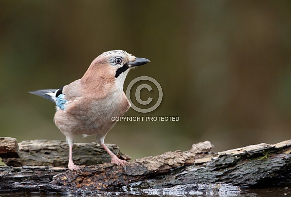 The beautiful Jay Bird