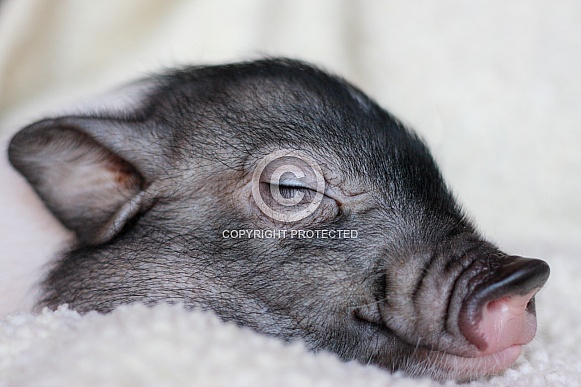 Close up of a sleeping baby pig