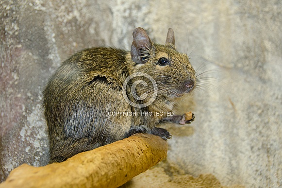 Degu
