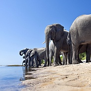 African Elephants - Chobe River - Botswana