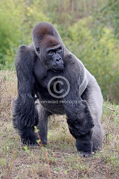 Western Lowland Gorilla (Gorilla Gorilla Gorilla)