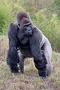 Western Lowland Gorilla (Gorilla Gorilla Gorilla)