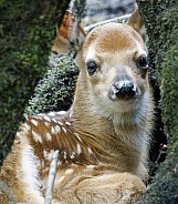 White Tailed Deer Fawn