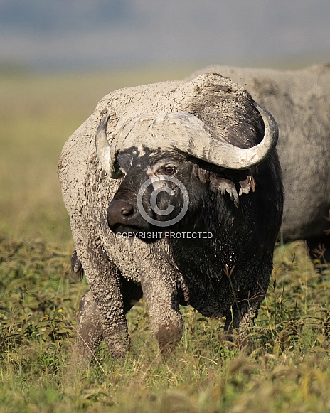 Muddy cape buffalo in a field in Africa