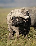Muddy cape buffalo in a field in Africa