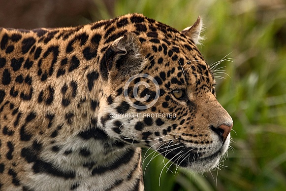 Jaguar Side Profile Close Up