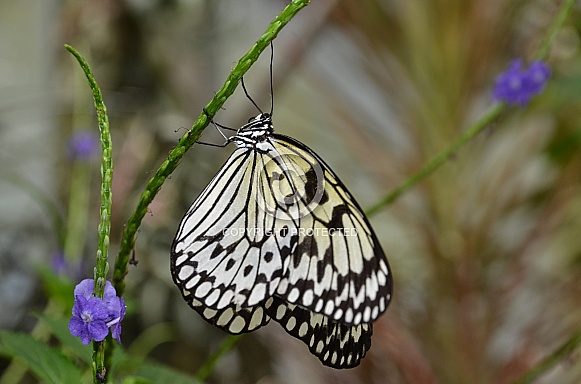 Paper Kite