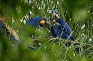 Hyacinth macaw in the nature habitat