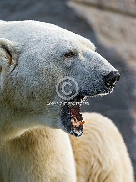 Polar Bear Polar Bear
