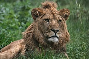 Young African Lion, close up