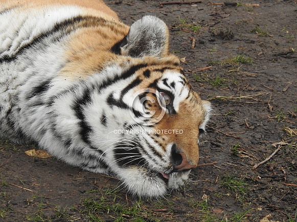 Tiger lying down - profile