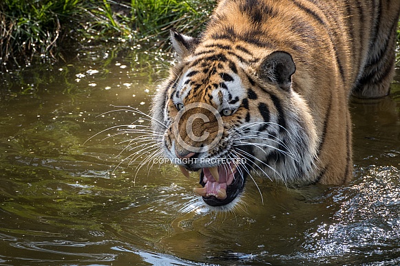 Siberian/Amur Tiger(Panthera Tigris Altaica)