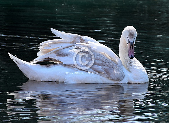 Mute Swan Mute Swan