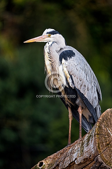 Heron Heron