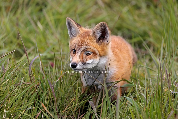 Red Fox -Kit Face