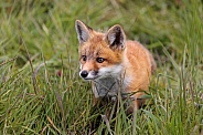 Red Fox -Kit Face
