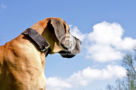 Great Dane