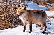 Red fox