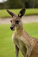 Grey Kangaroo