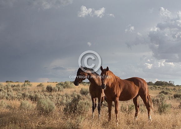 Equus caballus, horse Equus caballus, horse