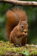 Red Squirrel
