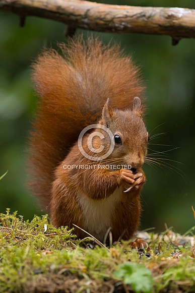 Red Squirrel Red Squirrel