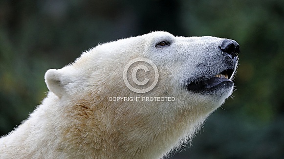 Polar Bear (Ursus maritimus) Polar Bear (Ursus maritimus)