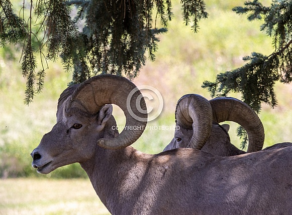 Big Horn Rams