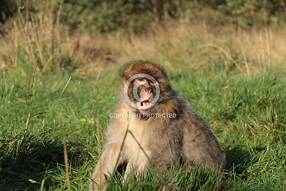 Barbary Macaque
