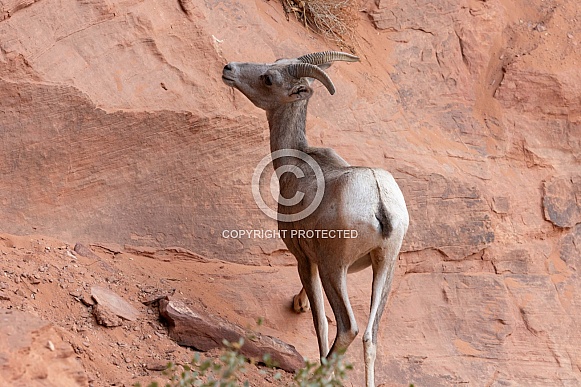 Desert Bighorn Sheep, Ovis canadensis nelsoni