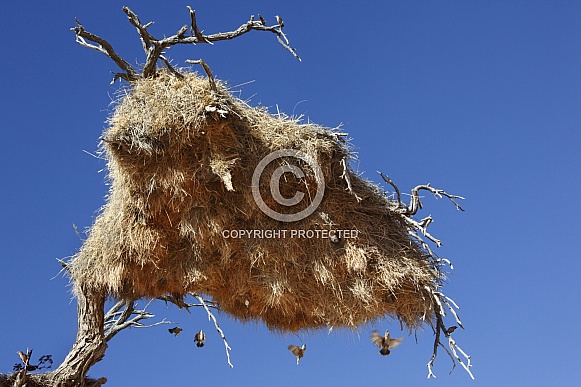 Sociable Weaver Bird nest in a tree - Namibia