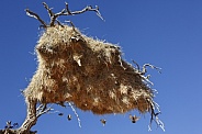 Sociable Weaver Bird nest in a tree - Namibia