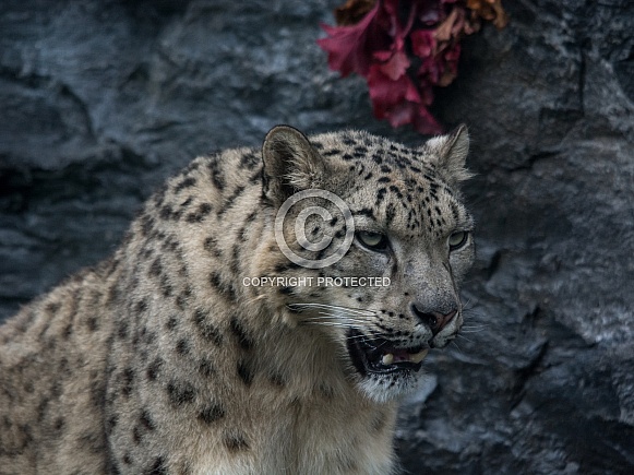 Snow Leopard