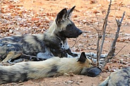 African painted dog