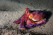 Small Hawaiian Octopus